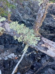 Lobaria