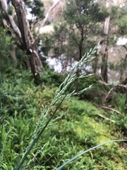 Poa labillardierei