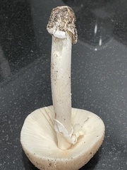 Amanita