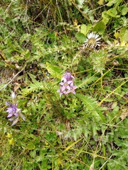 Gentianella