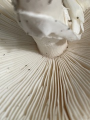 Amanita