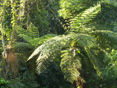 Cyatheales