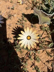 Dimorphotheca pinnata