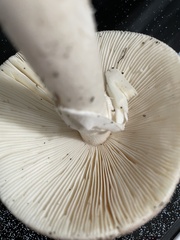Amanita