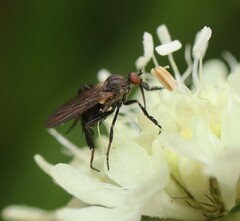Empis