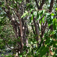 Acer ginnala