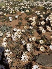 Dimorphotheca pinnata