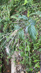 Verbena urticifolia