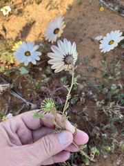 Dimorphotheca pinnata