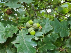 Quercus