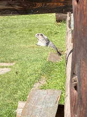 Marmota caligata