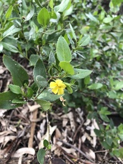 Goodenia ovata