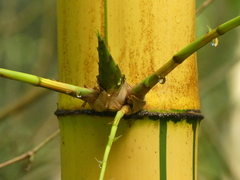 Bambusa vulgaris