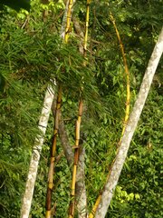 Bambusa vulgaris
