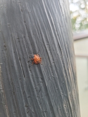 Hemiptera