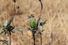 Datura stramonium