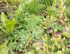 Sedum pallidum