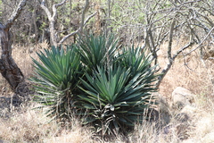 Yucca gloriosa tristis