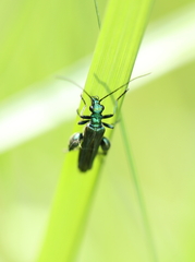 Oedemera nobilis