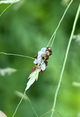 Arthropoda