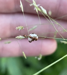 Arthropoda