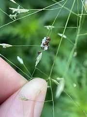 Arthropoda