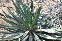 Yucca gloriosa tristis