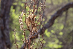 Yucca gloriosa tristis