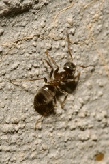 Lasius