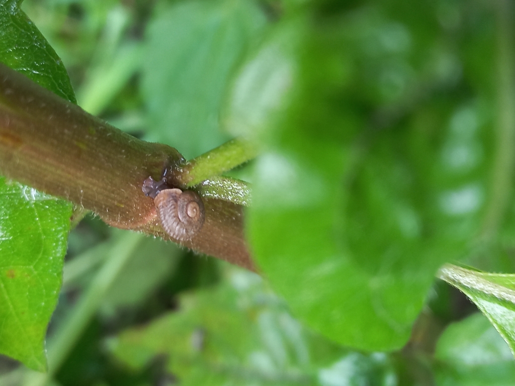 Trachia albicostis