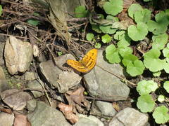 Abrota ganga formosana