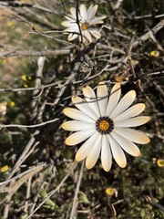 Dimorphotheca pinnata