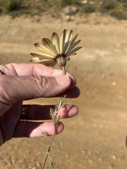 Dimorphotheca pinnata
