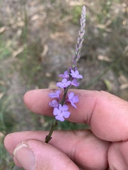 Verbena africana