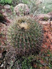 Ferocactus histrix