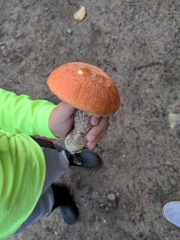 Leccinum aurantiacum