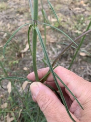 Verbena africana