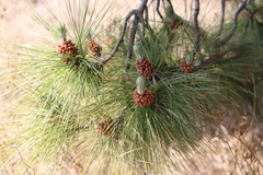 Pinus canariensis