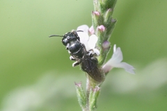 Ceratina cucurbitina