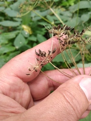 Aegopodium podagraria