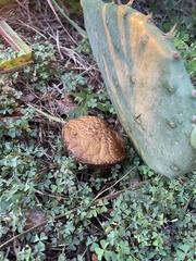 Pulchroboletus rubricitrinus