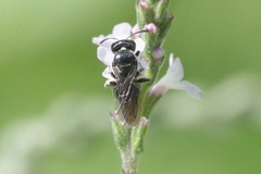 Ceratina cucurbitina