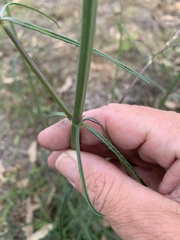 Verbena africana