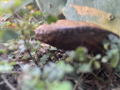 Pulchroboletus rubricitrinus