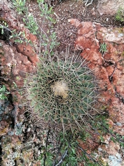 Ferocactus histrix