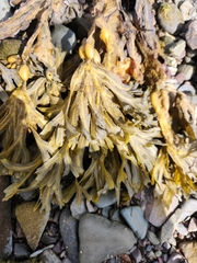 Fucus distichus