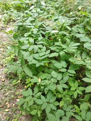 Aegopodium podagraria