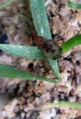 Suillia variegata