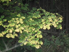 Celtis koraiensis