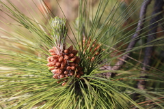 Pinus canariensis
